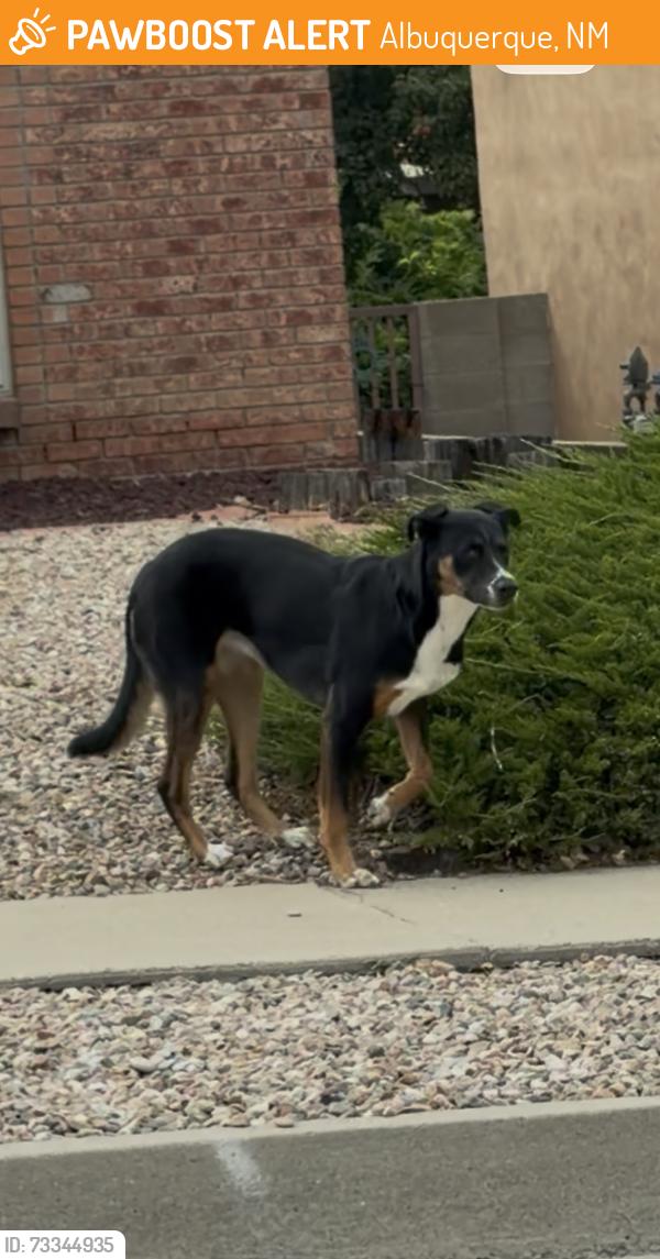 Found/Stray Unknown Dog last seen Kielich and Greenly, Albuquerque, NM 87111