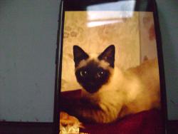 Lost Male Cat last seen Leffingwell Inn, Norwich, CT 06360