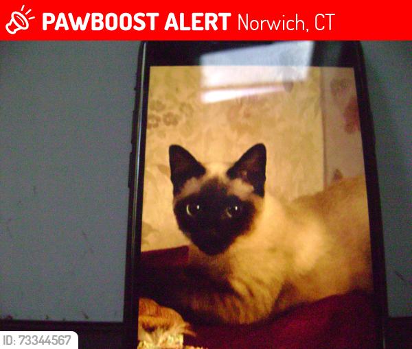 Lost Male Cat last seen Leffingwell Inn, Norwich, CT 06360