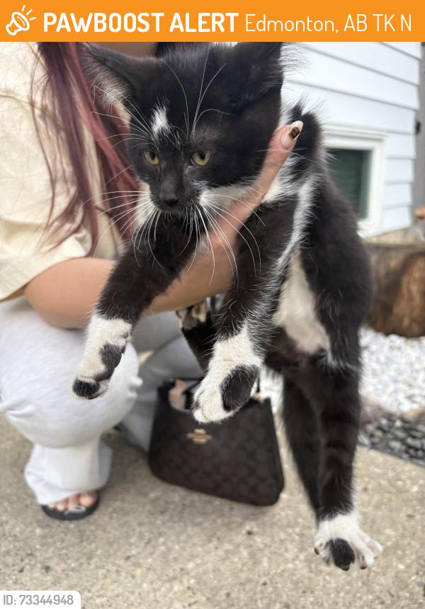 Found/Stray Female Cat last seen 33ave, Edmonton, AB T6K 3N2