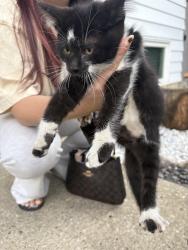 Found/Stray Female Cat last seen 33ave, Edmonton, AB T6K 3N2