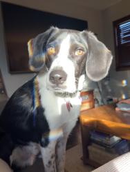 Reunited Male Dog last seen 5th and puetz road, Oak Creek, WI 53154