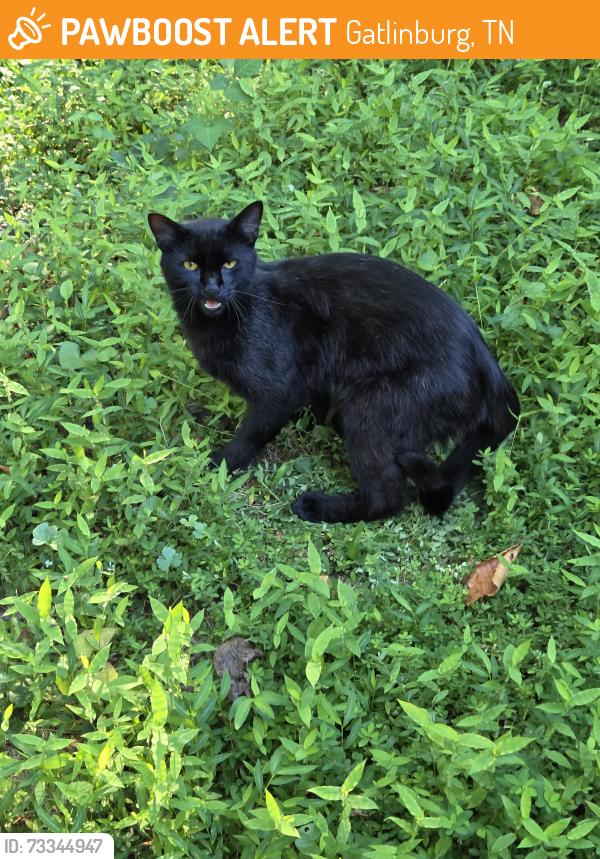 Found/Stray Male Cat last seen Boys and girls club - Gatlinburg, Gatlinburg, TN 37738