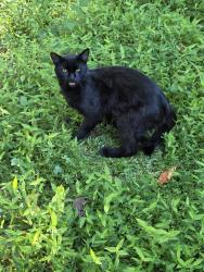 Found/Stray Male Cat last seen Boys and girls club - Gatlinburg, Gatlinburg, TN 37738