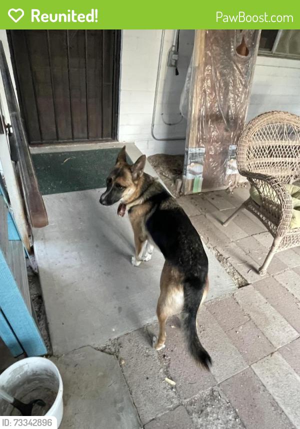 Reunited Female Dog last seen 22nd St and 6th Ave, Tucson, AZ 85713