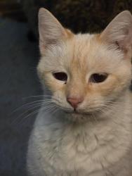 Lost Male Cat last seen Gaylord Dr and Warrington Rd, Akron, OH 44320