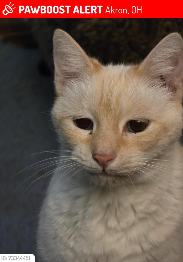 Lost Male Cat last seen Gaylord Dr and Warrington Rd, Akron, OH 44320
