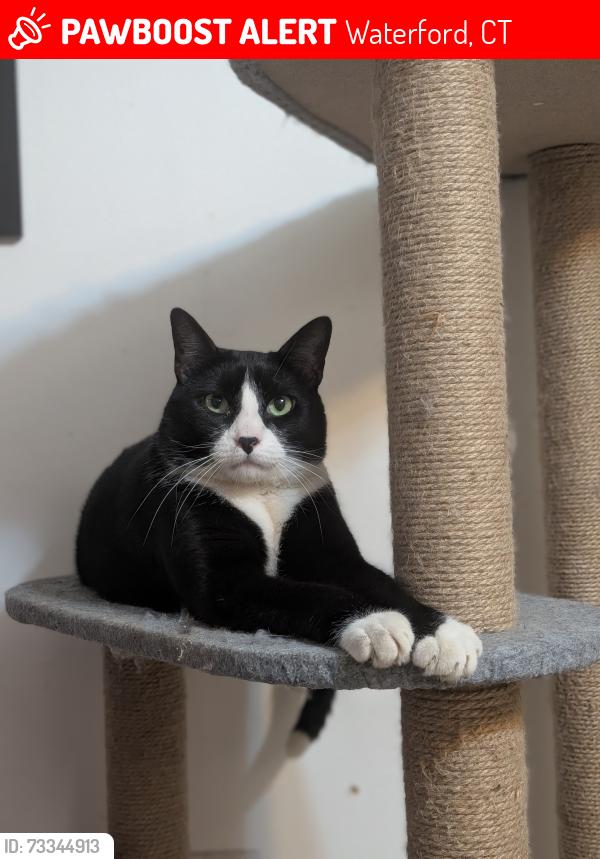 Lost Male Cat last seen North Road & Overlook Drive, Waterford, CT 06385