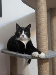 Lost Male Cat last seen North Road & Overlook Drive, Waterford, CT 06385