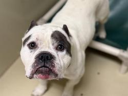 Shelter Stray Male Dog last seen Near BLOCK S 21ST ST, 3839 W Burnham St, West Milwaukee, WI 53215, USA