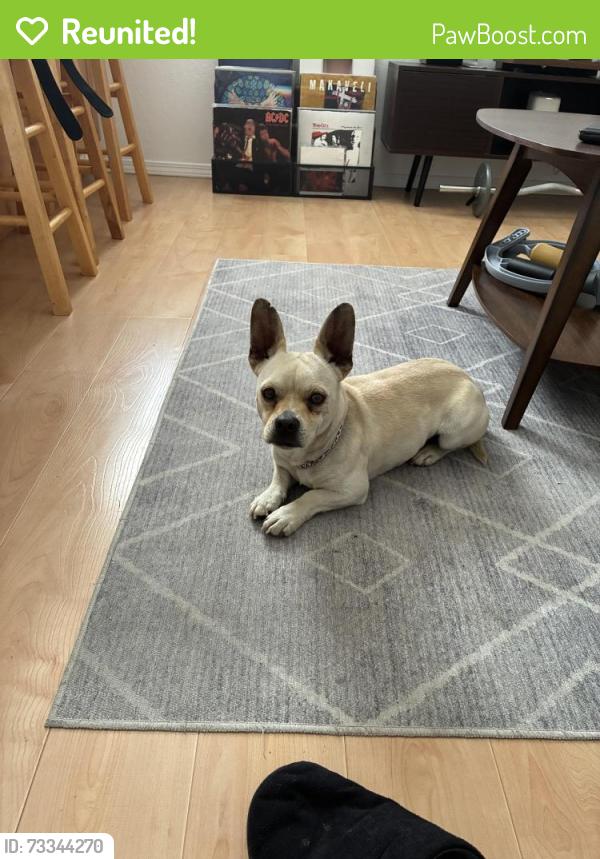 Reunited Male Dog last seen Central, Richmond, CA 94804