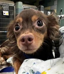 Shelter Stray Male Dog last seen Near BLOCK S SAN JACINTO AVE, SAN JACINTO, CA 92583, 581 S Grand Ave, San Jacinto, CA 92582, USA