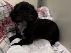 Shelter Stray Male Dog last seen Near BLOCK S 9TH PL, 3839 W Burnham St, West Milwaukee, WI 53215, USA