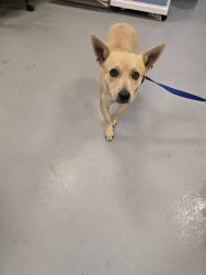 Shelter Stray Male Dog last seen Near BLOCK E SAN JACINTO AVE, PERRIS CA 92571, 581 S Grand Ave, San Jacinto, CA 92582, USA