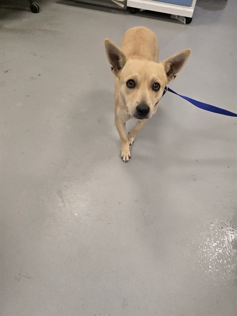 Shelter Stray Male Dog last seen Near BLOCK E SAN JACINTO AVE, PERRIS CA 92571, 581 S Grand Ave, San Jacinto, CA 92582, USA