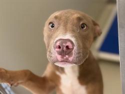 Shelter Stray Male Dog last seen Near BLOCK S 13TH ST, 3839 W Burnham St, West Milwaukee, WI 53215, USA