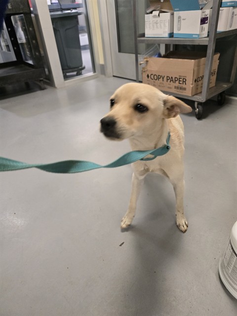 Shelter Stray Female Dog last seen Near BLOCK E SAN JACINTO AVE, PERRIS CA 92571, 581 S Grand Ave, San Jacinto, CA 92582, USA