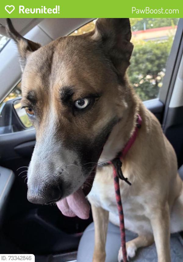 Reunited Female Dog last seen James street, Durham, NC 27707