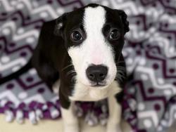 Shelter Stray Male Dog last seen , 3839 W Burnham St, West Milwaukee, WI 53215, USA