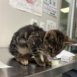 Shelter Stray Male Cat last seen Near BLOCK BLACK HILLS, 581 S Grand Ave, San Jacinto, CA 92582, USA