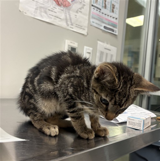 Shelter Stray Male Cat last seen Near BLOCK BLACK HILLS, 581 S Grand Ave, San Jacinto, CA 92582, USA