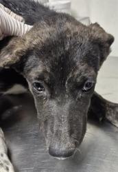 Shelter Stray Male Dog last seen Near BLOCK S I ST, BAKERSFIELD CA 93304, 3951 Fruitvale Ave, Bakersfield, CA 93308, USA
