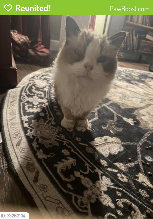 Reunited Unknown Cat last seen 161st Ave se, Renton, WA 98058
