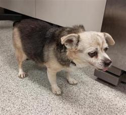 Shelter Stray Female Dog last seen ASHMORE WAY / N CAMDEN DR, 9150 Union Park Way, Elk Grove, CA 95624, USA