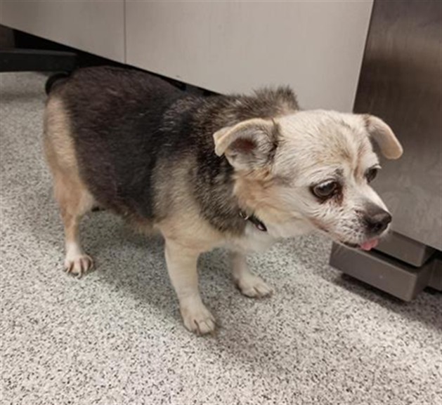 Shelter Stray Female Dog last seen ASHMORE WAY / N CAMDEN DR, 9150 Union Park Way, Elk Grove, CA 95624, USA