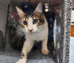 Shelter Stray Female Cat last seen HALEY CIR / AL MERAZ DR, 9150 Union Park Way, Elk Grove, CA 95624, USA