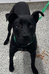 Shelter Stray Female Dog last seen Near BLOCK W CHICAGO, DETROIT, MI 48228, 7401 Chrysler Dr, Detroit, MI 48211, USA