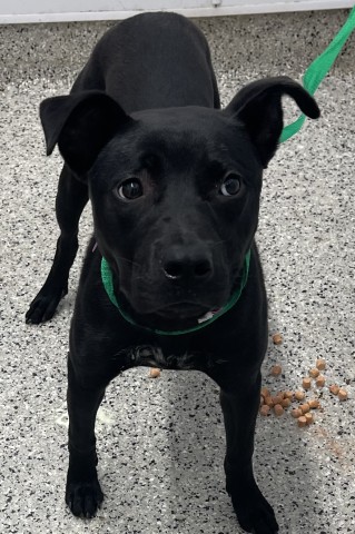 Shelter Stray Female Dog last seen Near BLOCK W CHICAGO, DETROIT, MI 48228, 7401 Chrysler Dr, Detroit, MI 48211, USA
