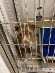 Shelter Stray Male Dog last seen Near BLOCK OF TOELLE LN, 10521 Baur Blvd, Olivette, MO 63132, USA