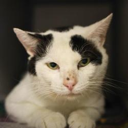 Shelter Stray Male Cat last seen Near BLOCK W HARDING, 4710 TX-151, San Antonio, TX 78227, USA