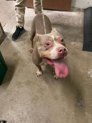 Shelter Stray Female Dog last seen Near BLOCK OF TOELLE LN, 10521 Baur Blvd, Olivette, MO 63132, USA