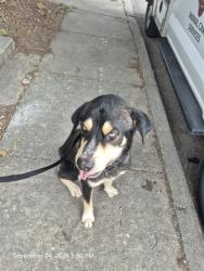 Shelter Stray Male Dog last seen CERALVO, 4710 TX-151, San Antonio, TX 78227, USA