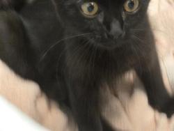 Shelter Stray Female Cat last seen Near BLOCK S 308TH ST, AUBURN WA 98001, 21615 64th Ave S, Kent, WA 98032, USA