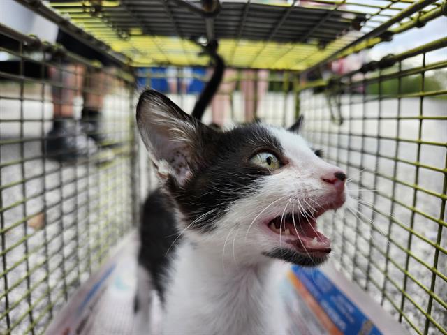 Shelter Stray Female Cat last seen Near BLOCK SE MILITARY DR, 4710 TX-151, San Antonio, TX 78227, USA