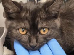 Shelter Stray Female Cat last seen Near BLOCK S 308TH ST, AUBURN WA 98001, 21615 64th Ave S, Kent, WA 98032, USA
