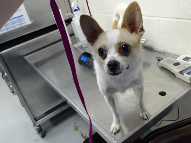 Shelter Stray Male Dog last seen Near IVAN DR, FAYETTEVILLE NC 28306, 4704 Corporation Dr, Fayetteville, NC 28306, USA