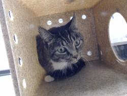 Shelter Stray Female Cat last seen , 4704 Corporation Dr, Fayetteville, NC 28306, USA