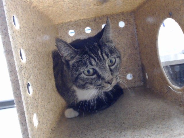 Shelter Stray Female Cat last seen , 4704 Corporation Dr, Fayetteville, NC 28306, USA