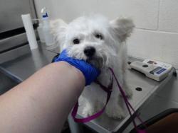 Shelter Stray Male Dog last seen Near BLOCK DUNCAN ST, HOPE MILLS NC 28348, 4704 Corporation Dr, Fayetteville, NC 28306, USA