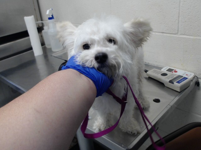 Shelter Stray Male Dog last seen Near BLOCK DUNCAN ST, HOPE MILLS NC 28348, 4704 Corporation Dr, Fayetteville, NC 28306, USA