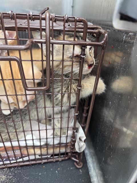 Shelter Stray Female Cat last seen Near BLOCK 87 E, 4710 TX-151, San Antonio, TX 78227, USA