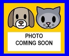 Shelter Stray Female Cat last seen Near BLOCK 87 E, 4710 TX-151, San Antonio, TX 78227, USA