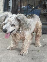 Shelter Stray Female Dog last seen Near BLOCK KIRK PLACE, 4710 TX-151, San Antonio, TX 78227, USA