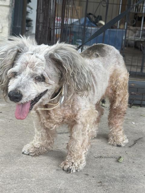 Shelter Stray Female Dog last seen Near BLOCK KIRK PLACE, 4710 TX-151, San Antonio, TX 78227, USA