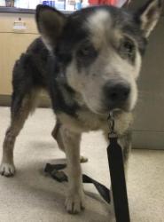 Shelter Stray Female Dog last seen Near BLOCK N BROTHERTON ST, CORONA, CA, 6851 Van Buren Boulevard, Jurupa Valley, CA 92509, USA