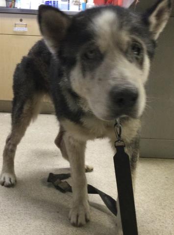 Shelter Stray Female Dog last seen Near BLOCK N BROTHERTON ST, CORONA, CA, 6851 Van Buren Boulevard, Jurupa Valley, CA 92509, USA